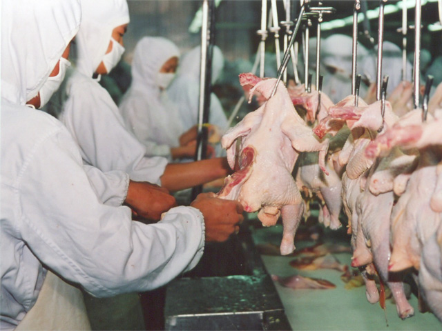 Most of the concern about H7N9 bird flu virus infections have been linked to live poultry  markets, and many Chinese officials hope to shut them down in favor of modern processing plants, like this one. (Photo courtesy of Lin Tan)